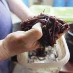 Photo by Kelly Sullivan/ Peninsula Clarion Michael Hicks holds a pile of nearly 2-year-old worms Wednesday, April 13, 2016, at his home in Kasilof, Alaska.