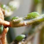 Spruce aphids gather to suck sap from a spruce needle on Tuesday, March 29 in Homer. The invasive needle-killing insects are usually found in south-east Alaska but had their first outbreak on the Kenai Peninsula this year.
