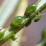 Spruce aphids gather to suck sap from a spruce needle on Tuesday, March 29 in Homer. The invasive needle-killing insects are usually found in south-east Alaska but had their first outbreak on the Kenai Peninsula this year.