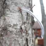 Photo by Kelly Sullivan/ Peninsula Clarion Marcus Mueller used cheap plastic tubing to fashion the spiles he used in the Kenai birch he tapped on his property this season Tuesday, April 19, 2016, in Kenai, Alaska.