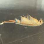 Fairy shrimp removed from a vernal pool and photographed in a plastic tank. (Photo by Matt Bowser/USFWS)