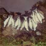 Photo courtesy Mullican family The Mullicans homesteaded on Sevena Lake outside Soldotna and remember a time when the lake was swarming with enormous rainbow trout, so many "you'd get sick of catching them," John Mullican said.