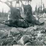 Photo courtesy Mullican family Moose used to wander freely across their homestead property, said Clyde Mullican. "We used to catch eight bulls before 8 in the morning," he said.