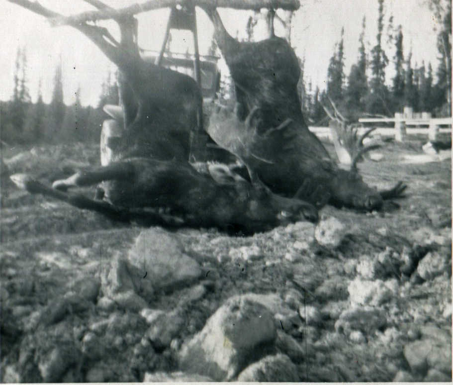 Photo courtesy Mullican family Moose used to wander freely across their homestead property, said Clyde Mullican. "We used to catch eight bulls before 8 in the morning," he said.