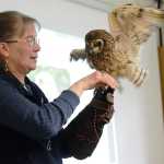 Bird Treatment and Learning Center volunteer Sharon Larson displays a rescued short-eared owl to a group of Girl Scouts during her presentation at the Women of Science event on Saturday, April 30 at Kenai Peninsula College.