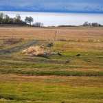 Photo by Elizabeth Earl/Peninsula Clarion Sandhill cranes visited the hay field behind Frank and Mary Ferguson's house on Friday, April 29, 2016, near Clam Gulch, Alaska. The Fergusons said the field is a popular spot for migratory birds to stop.