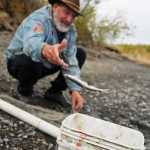 Photo by Elizabeth Earl/Peninsula Clarion Jon Harmon of Nikiski disentangles hooligan from a gillnet on the banks of the Kenai River on Tuesday, May 10, 2016 in Kenai, Alaska. The personal use fishery for hooligan on the Kenai River is open from April 1 to June 15 of each year.