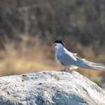 An Arctic Tern perches on a rock on the Kasilof River Sunday May 11, 2014.  (Clarion file photo)
