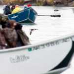 A bufflehead duck flies between three drift boats of birders on Thursday, May 14, 2015 as the group tours the Kenai River during a long weekend of Kenai Birding Festival activities. Birder Ken Marlow said the bufflehead was an uncommon sight for the area, though there are usually a few around in the spring. (Clarion file photo)