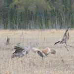 Sandhill cranes are pictured on the Kenai River flats in the May 20, 2010 photo. (Clarion file photo)