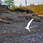 Migratory birds continue early arrival trend