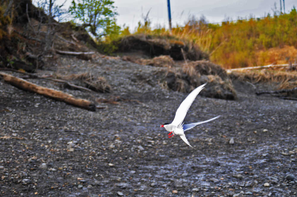 Migratory birds continue early arrival trend