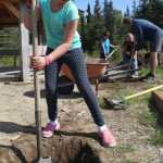 Photo by Kelly Sullivan/ Peninsula Clarion Mountain View Elementary School XXX grader and student council member XXX digs a hole to plant one of eight Minuet Lilacs she and her peers planted around the Field of Flowers gazebo for the 50th Anniversary of Alaska Arbor Day Monday, May 16, 2016, in Kenai, Alaska.