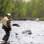 Photo by Elizabeth Earl/Peninsula Clarion Tom Toguchi of Anchorage steps out into the Anchor River on Saturday, May 21, 2016, to hand a fishing pole to his son, who was still hunting for king salmon in the river. Toguchi had already caught his for the day.