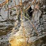 Photo by Elizabeth Earl/Peninsula Clarion Tom Toguchi of Anchorage caught a king salmon in the Anchor River on the morning of Saturday, May 21, 2016. The river is open for king salmon fishing on May 28-30 and June 1 next week, as well as additional days in June. The limit is one king salmon 20 inches or greater per day per person, five total in possession with only two able to come from the Anchor River or the Anchor River and Deep Creek combined.