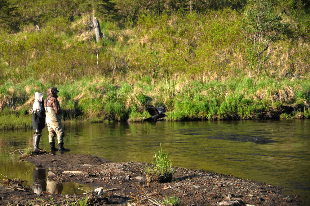 Photo by Elizabeth Earl/Peninsula Clarion Fishermen flocked to the banks of the Ninilchik River in Ninilchik, Alaska, on Saturday, May 28, 2016, for its first open day for king salmon fishing.