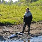 Photo by Elizabeth Earl/Peninsula Clarion Jacqueline Alward of Homer examines her king salmon on the banks of the Ninilchik River in Ninilchik, Alaska, on Saturday, May 18, 2016.