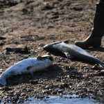 Kings run to Ninilchik River, Deep Creek