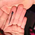 ADVANCE FOR WEEKEND EDITIONS - In this June 2, 2016 photo, a damselfly rests on Hazel Loerch's hand at Cranberry Lake at Cama Beach State Park, buried under the excellent rocks. (Jessi Loerch/The Herald via AP) MANDATORY CREDIT