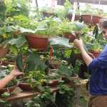 Ridgeway Farms connects community to local agriculture