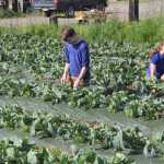 Ridgeway Farms connects community to local agriculture