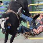 Photo by Joey Klecka/Peninsula Clarion Bobby Smith of Anchorage tumbles off his bull June 25 at the Rodeo Alaska Tour at the Soldotna rodeo grounds.