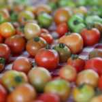 Photo by Kelly Sullivan/ Peninsula Clarion This week Community Supported Agriculture subscribers chose fresh produce from piles of tomatoes, leafy greens, peppers and cucumbers, July 6, 2016, at Ridgeway Farms in Soldotna, Alaska.