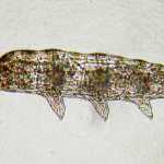 Side view of a moss piglet with the head on the right side of the photo, and the last of four pairs of legs on the left side.  This tardigrade is 0.4mm long and was collected on the Kenai National Wildlife Refuge. (Photo by Rebekah Brassfield, Kenai National Wildlife Refuge)