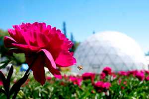 A peony for your thoughts