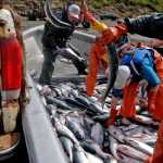 Photo by Elizabeth Earl/Peninsula Clarion Crew members on the Barnes' setnet site sort fish near Nikiski, Alaska on Monday, July 11, 2016. The Kenai and East Forelands setnets opened for their first regular period Monday.