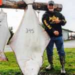 Photo courtesy Jimmie Jack's Alaska Lodge John Collis caught a 345-pound halibut out of the port of Ninilchik on July 9 aboard the charter vessel "Unforgiven" with Capt. Charlie Barberini of Jimmie Jack Fishing.