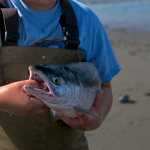 Photo by Elizabeth Earl/Peninsula Clarion Victor Mallari, 10, poses with the sockeye salmon his father caught in their dipnet on the north Kenai beach on Sunday, July 10, 2016. The popular Kenai River personal use dipnet opened Sunday and will be open until July 31.