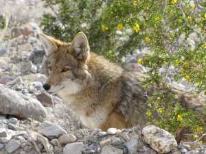 Coyotes, now common on the Kenai Peninsula, naturally colonized the peninsula in the early 1900s.  They are perhaps the most adaptable carnivore in North America.