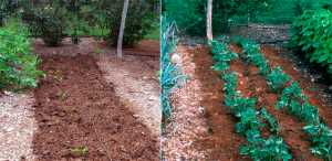 This undated combination photo taken in New Paltz, N.Y., shows a strawberry bed, left, after being renovated, and at right a few weeks later, readying for next spring's crop. (Lee Reich via AP)