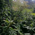 Photo by Jeff Helminiak/Peninsula Clarion Cow parsnip, or "pushki", can grow up to seven feet tall on the Kenai Peninsula, but once the burning symptoms take effect, there is not much that can be done.