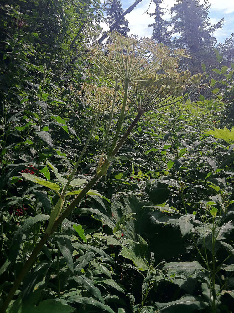 Photo by Jeff Helminiak/Peninsula Clarion Cow parsnip, or "pushki", can grow up to seven feet tall on the Kenai Peninsula, but once the burning symptoms take effect, there is not much that can be done.