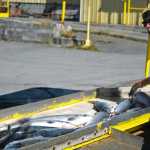 Photo by Elizabeth Earl/Peninsula Clarion Pacific Star Seafoods Dock Manager Mike Johnson sorts sockeye salmon at the processor's dock on Wednesday, July 21, 2016 in Kenai, Alaska. Upper Cook Inlet commercial fishermen have brought in more than 1.6 million sockeye salmon this season as of July 19, according to the Alaska Department of Fish and Game.