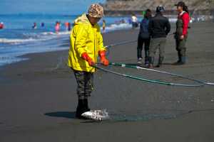 Photo by Elizabeth Earl/Peninsula Clarion A dipnetters hauls in a sockeye salmon he caught at the Kenai beach in Kenai, Alaska on Sunday, July 10, 2016. The popular Kenai River personal use dipnet fishery opened Sunday at 6 a.m. and will be open until July 31.