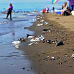 Photo by Elizabeth Earl/Peninsula Clarion Fish waste accumulates along the tide line at the Kenai River's north beach on Wednesday, July 27, 2016 in Kenai, Alaska. The City of Kenai rakes the waste out to ocean every night and local groups contribute to cleanup efforts, but the waste still builds up on the tideline when the water washes it back in.