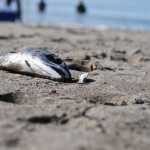 Photo by Elizabeth Earl/Peninsula Clarion Dipnetters have left footprints around the severed head of a sockeye salmon on the Kenai Beach on Wednesday, July 27, 2016, in Kenai, Alaska.