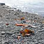 Photo by Elizabeth Earl/Peninsula Clarion Fish waste sits on the riverbank near Cunningham Park on Wednesday, July 27, 2016. Fish waste can accumulate on the banks and beaches of the Kenai River during the busy fishing season.