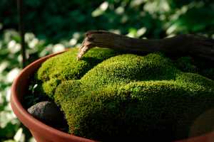 This undated photo provided by Dale Sievert shows moss growing in a pot in Sievert's garden in Waukesha County, Wisconsin. Moss is a versatile plant to use in the garden, providing year-round green in everything from containers to a full lawn. (Dale Sievert via AP)