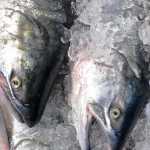 Photo by Elizabeth Earl/Peninsula Clarion Fresh salmon on ice wait to be delivered to Kenai Wild Salmon Co. customers on Tuesday, July 26, 2016 in Soldotna, Alaska. Chuck Lindsay, one of the owners, is a direct seafood marketer, taking part of his catch directly to customers rather than going through a processor.
