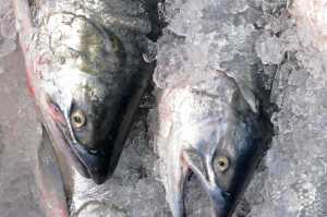 Photo by Elizabeth Earl/Peninsula Clarion Fresh salmon on ice wait to be delivered to Kenai Wild Salmon Co. customers on Tuesday, July 26, 2016 in Soldotna, Alaska. Chuck Lindsay, one of the owners, is a direct seafood marketer, taking part of his catch directly to customers rather than going through a processor.