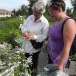 Photo by Kelly Sullivan/ Peninsula Clarion Bobbi Jackson and Courtney Kirkeby look over the selection of edible plants and herbs open for U-Pickers on Wednesday, Aug. 3, 2016, at Jackson Gardens in Kasilof, Alaska.