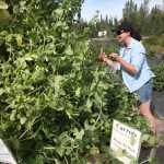 Photo by Kelly Sullivan/ Peninsula Clarion Cori McKay picks from a plethora of snow peas Wednesday, Aug. 3, 2016, at Jackson Gardens in Kasilof, Alaska.