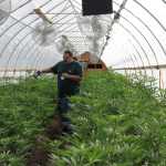 Photo by DJ Summers/Alaska Journal of Commerce Alcohol and Marijuana Control Office enforcement officer Joe Miller uses a METRC reader to count vegetative plants in one of Greatland Ganja's outdoor greenhouses.
