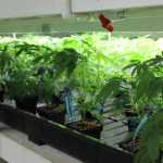 Photo by DJ Summers/Alaska Journal of Commerce Cannabis clones sit on a rack in Greatland Ganja's Kasilof farm. After growing to the required size, the plants will be moved from the indoor grow room to an outdoor greenhouse. Each carries a tag that registers the plant's type and the overall quantity of plants in the facility.