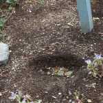 Really? Shrubs stolen from CPH Peace Garden