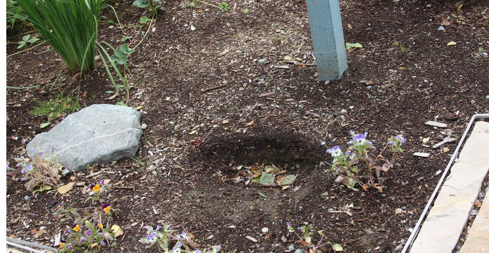 Really? Shrubs stolen from CPH Peace Garden